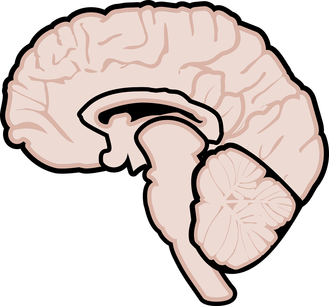 Brain and neurology illustration